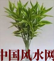 抚顺十二生肖养什么植物最旺财运？你知道吗！